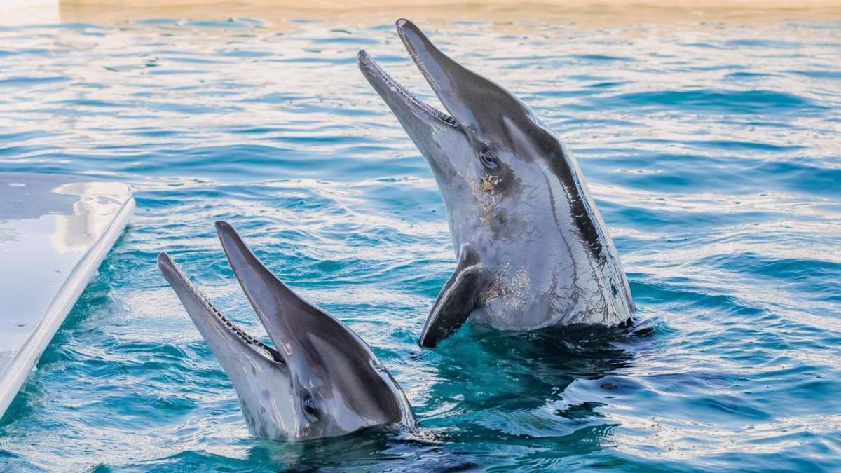 two dolphins with mouths open jumping out of the water